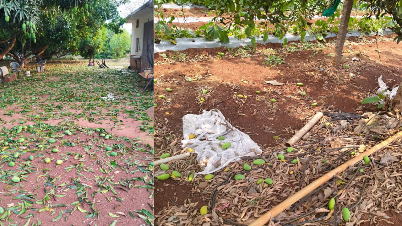 Vikarabad | భారీ ఈదురుగాలులు.. 80 ఎక‌రాల వ‌ర‌కు మామిడి, కూర‌గాయ‌ల పంట‌లకు న‌ష్టం