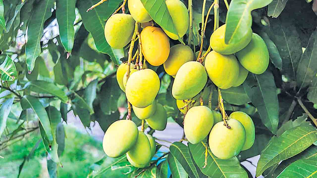 ఘనం.. పీవీ వనం