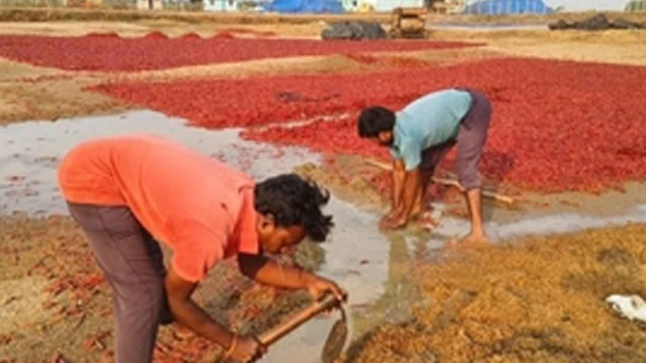 Eturunagaram | ఏటూరునాగారం మండలంలో అకాల వర్షం.. వరి, మిర్చి పంటకు భారీ నష్టం