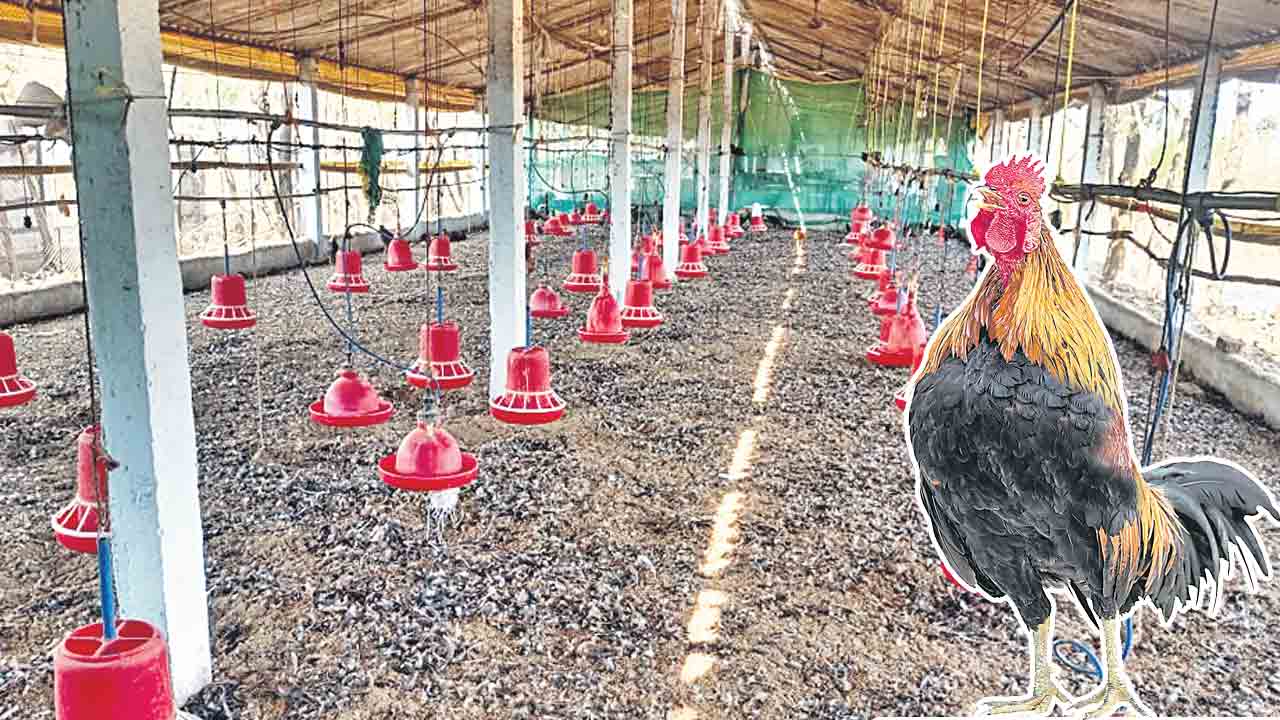 బర్డ్‌ఫ్లూను జయించి.. లాభాలు ఆర్జించి