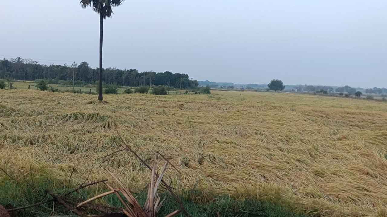 రైతులకు అపార నష్టం