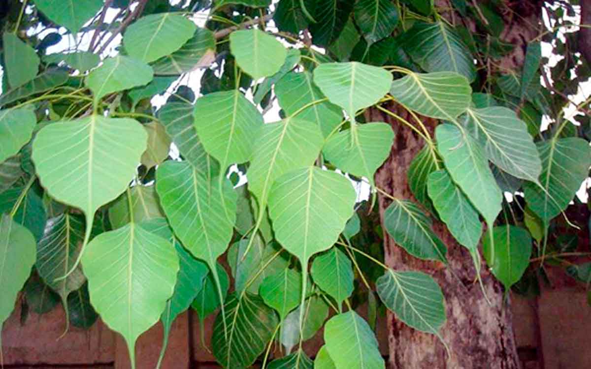 Peepal Tree | మన చుట్టూ పరిసరాల్లోనే ఉండే చెట్టు ఇది.. అంత తక్కువ అంచనా వేయకండి..!