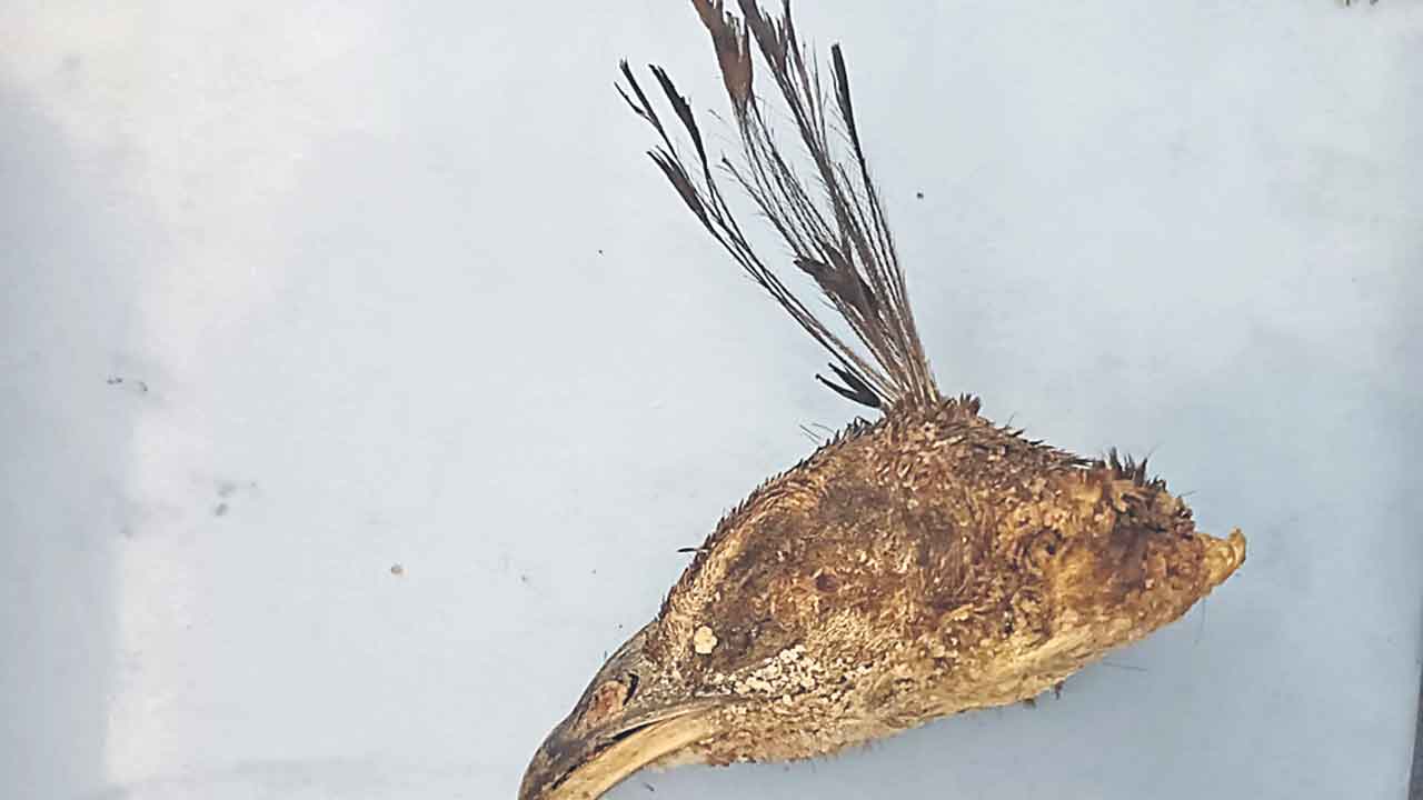 వన్యప్రాణుల అవయవాలు విక్రయించేందుకు యత్నం