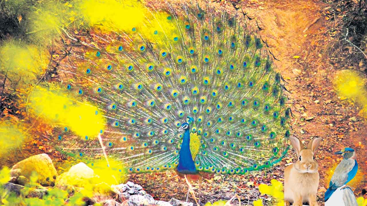 ప్రజా…స్వామ్యం!