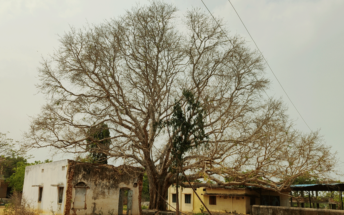 Rajapet : ప్ర‌కృతి పున‌రుజ్జీవ‌నానికి నిద‌ర్శ‌నంలా ‘బోధి వృక్షం’
