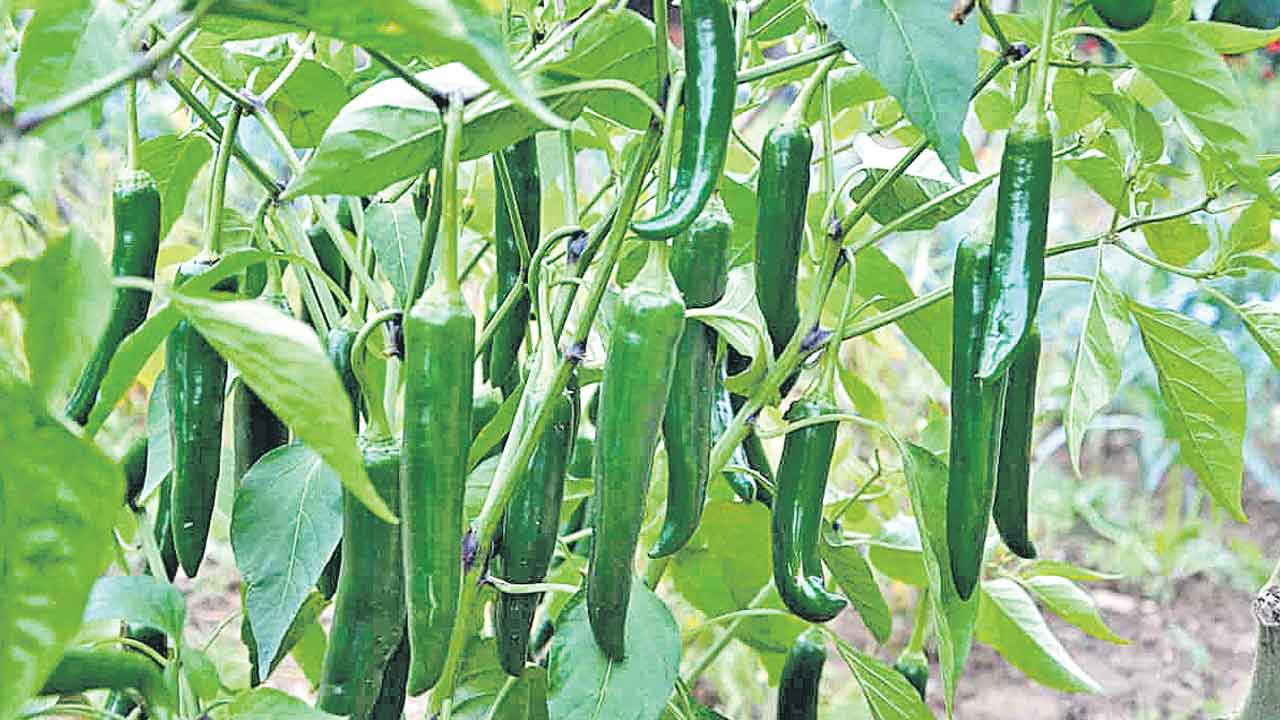 భూమి ఎందుకు అమ్ముకోవద్దంటే?