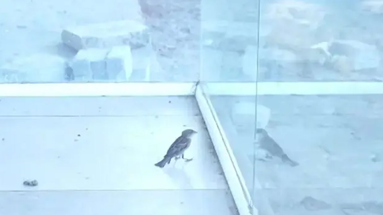 Sparrow | పిట్ట‌ను ర‌క్షించేందుకు రంగంలోకి దిగిన జ‌డ్జి, క‌లెక్ట‌ర్.. అస‌లు క‌థ ఇదీ..!