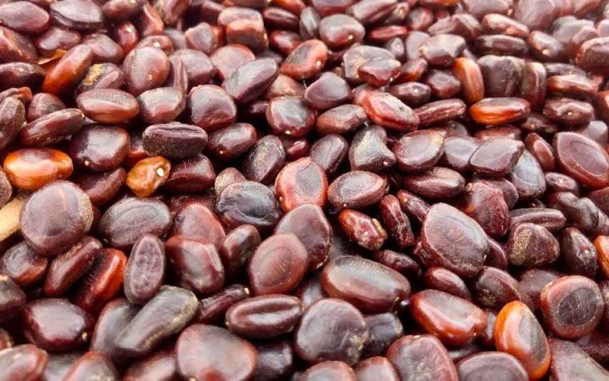 Tamarind Seeds | చింత గింజ‌లను ఇలా వాడితే డ‌యాబెటిస్ ఉండ‌దు.. ఇంకా ఎన్నో లాభాలు..!