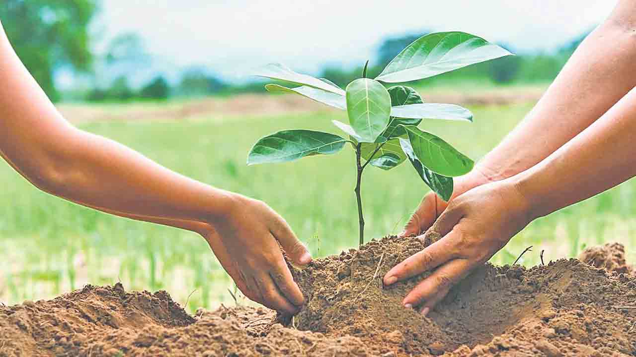 లైసెన్స్‌ పొందండి.. మొక్క నాటండి..!