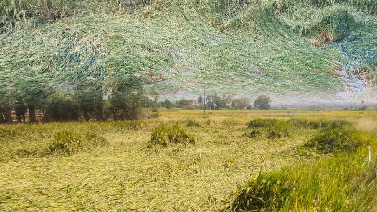 అకాల వర్షం.. ఆగమాగం