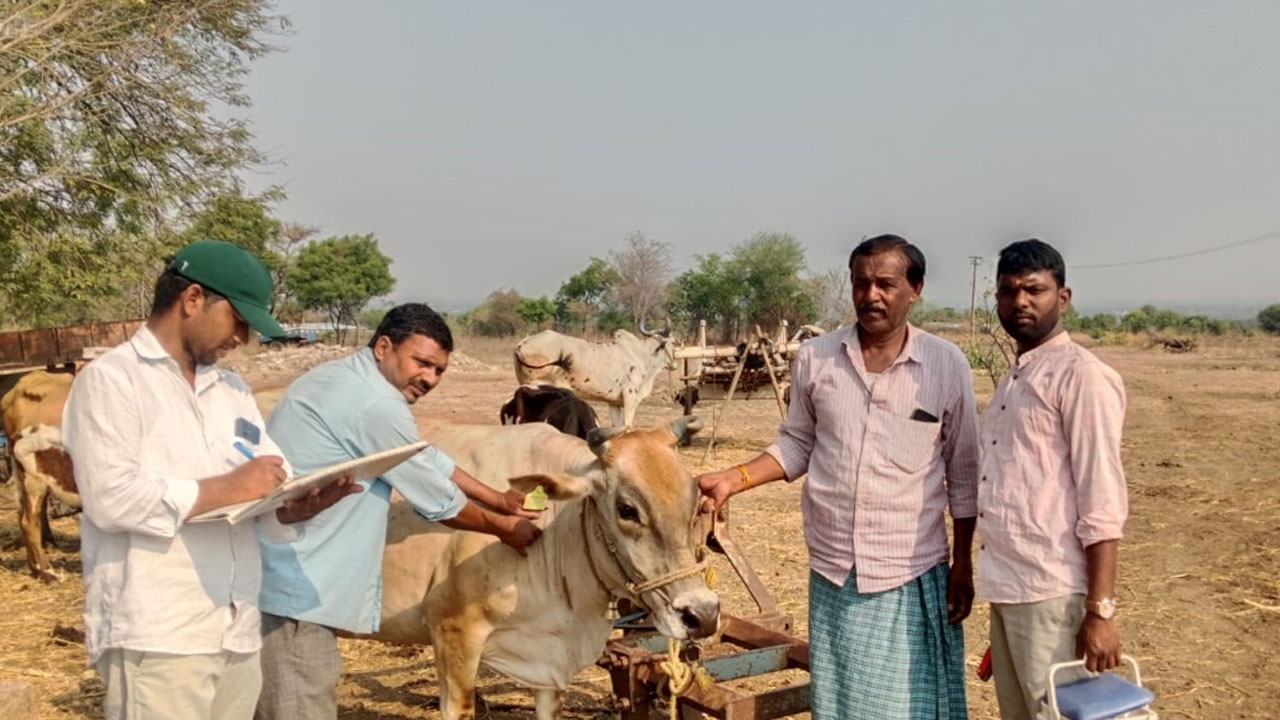 Rangareddy | పశువుల ఆరోగ్యం పట్ల రైతులు జాగ్రతలు పాటించాలి..