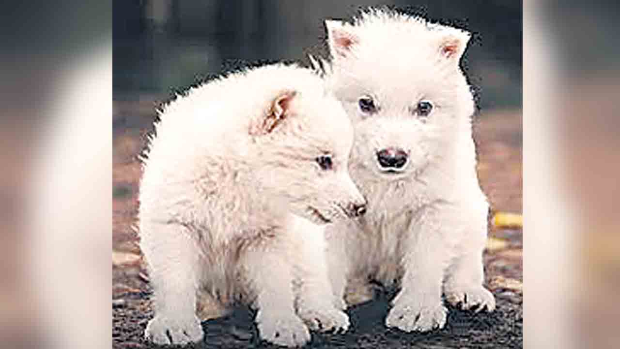 Dire Wolves | అమెరికా శాస్త్రవేత్తల ఘనత.. భయంకరమైన తోడేళ్లకు మళ్లీ జీవం..!