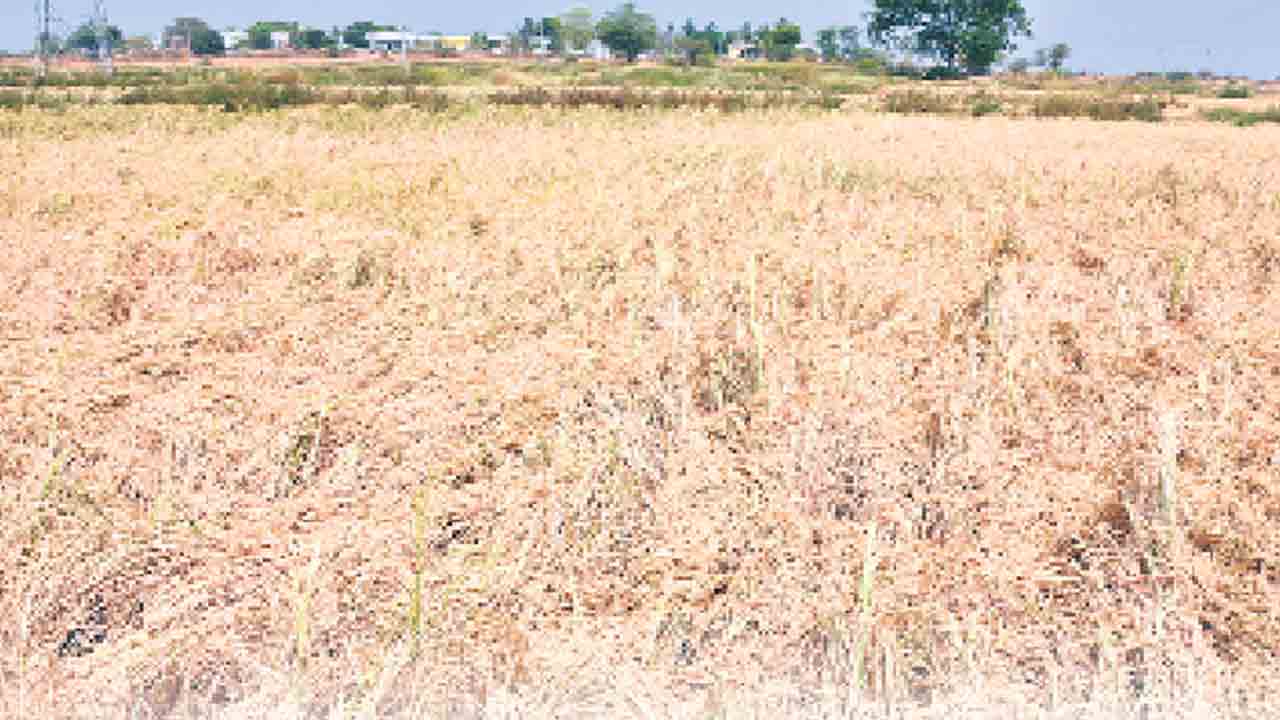 గంగ బెంగ ..పంటలకు సాగునీటి కష్టాలు