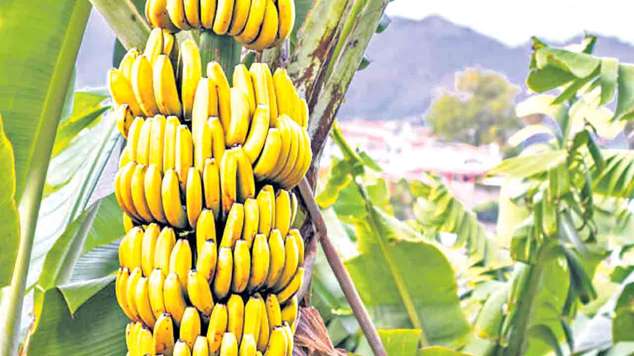 ఘనం.. పీవీ వనం