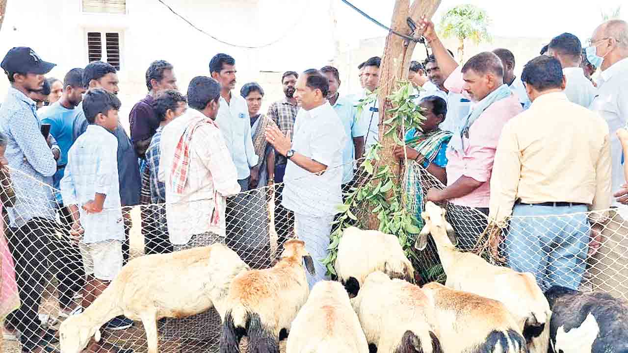 గొర్రెల పెంపకందారులను ఆదుకోవాలి