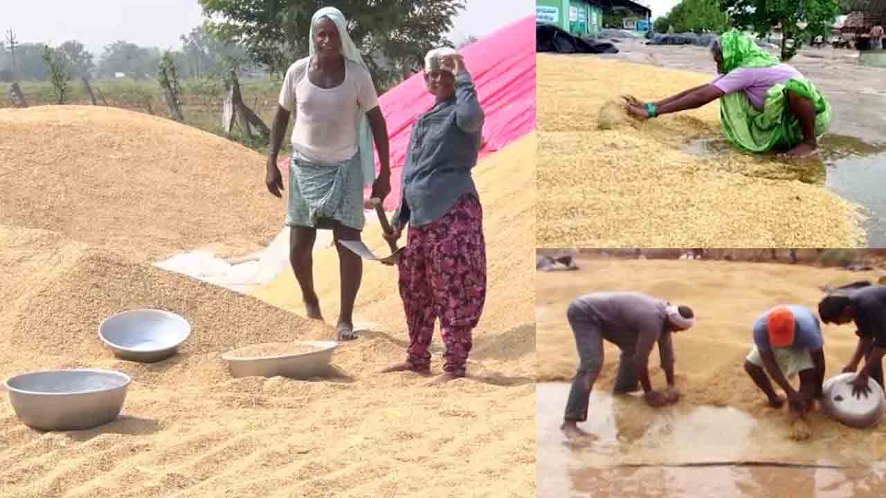 తడిసిన ధాన్యాన్ని కొనుగోలు చేయాలి