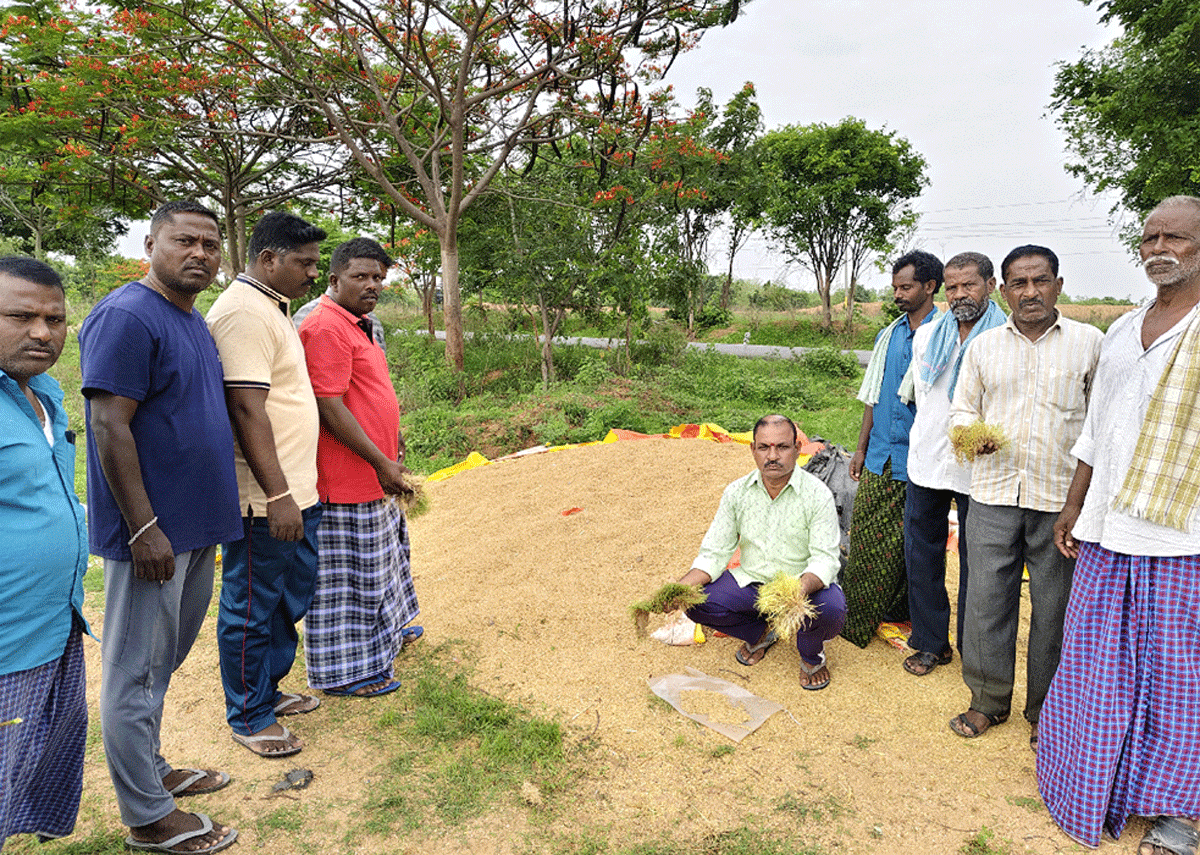 Vemulawada | రుద్రంగిలో ధాన్యం కుప్పలపై అడవి పందుల దాడులు