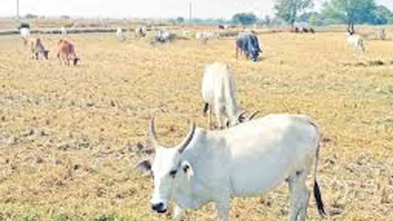 Telangana | రాష్ట్రంలో తగ్గిన పశుసంపద