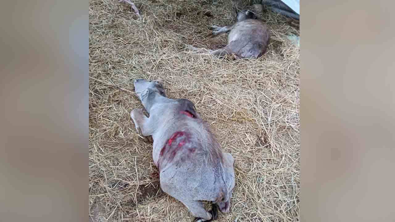 అడవి జంతువు దాడిలో దూడలు మృతి