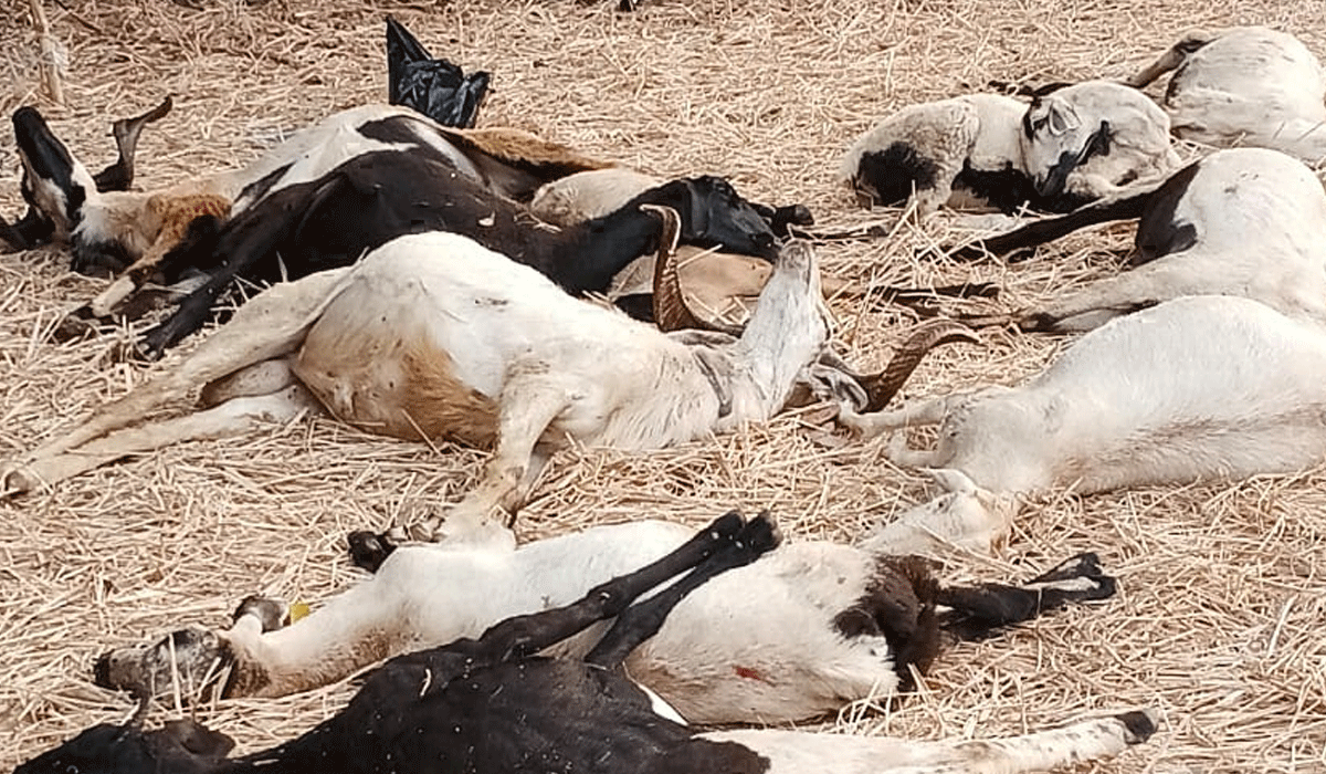 Dharmaram |బొమ్మరెడ్డి పల్లి గ్రామంలో మరో 46 గొర్రెల మృత్యువాత