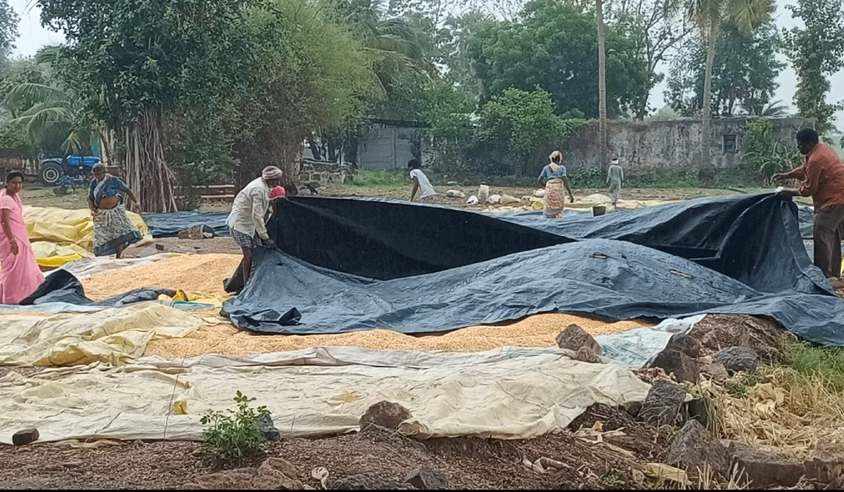 Peddapally | అకాల వర్షం… అన్నదాతకు కష్టం