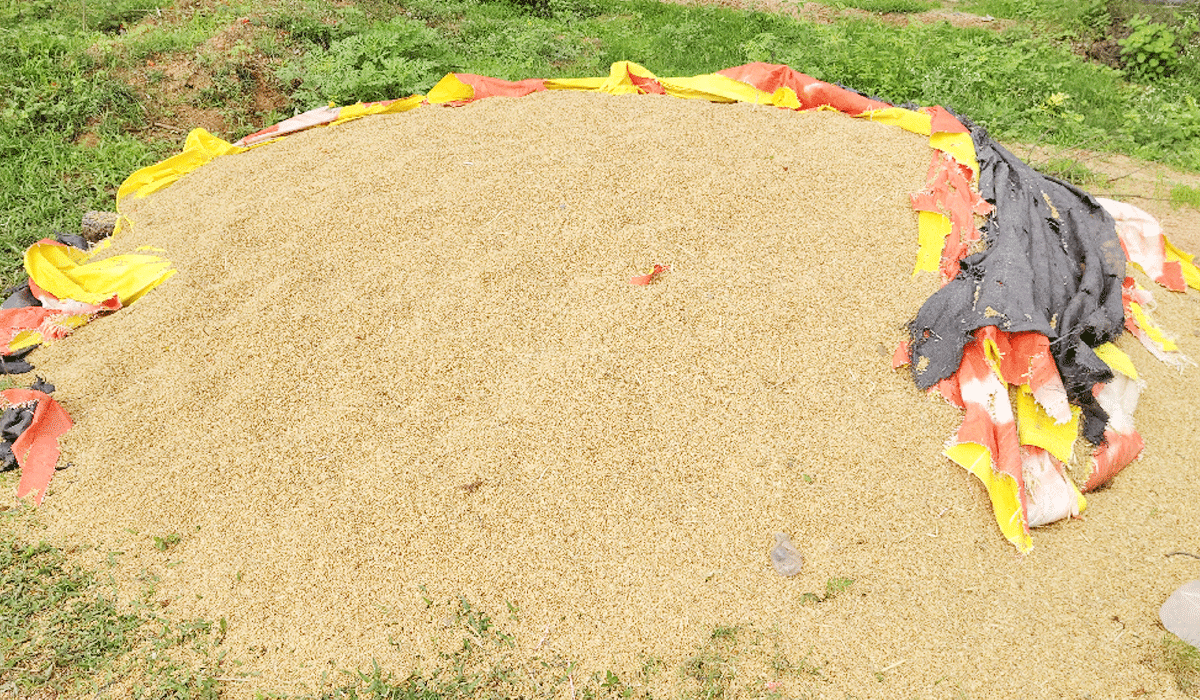 Peddapally | రెండు నెలలైనా రాలే.. సన్నాలకు రూ.500 బోనస్ ఏదీ?
