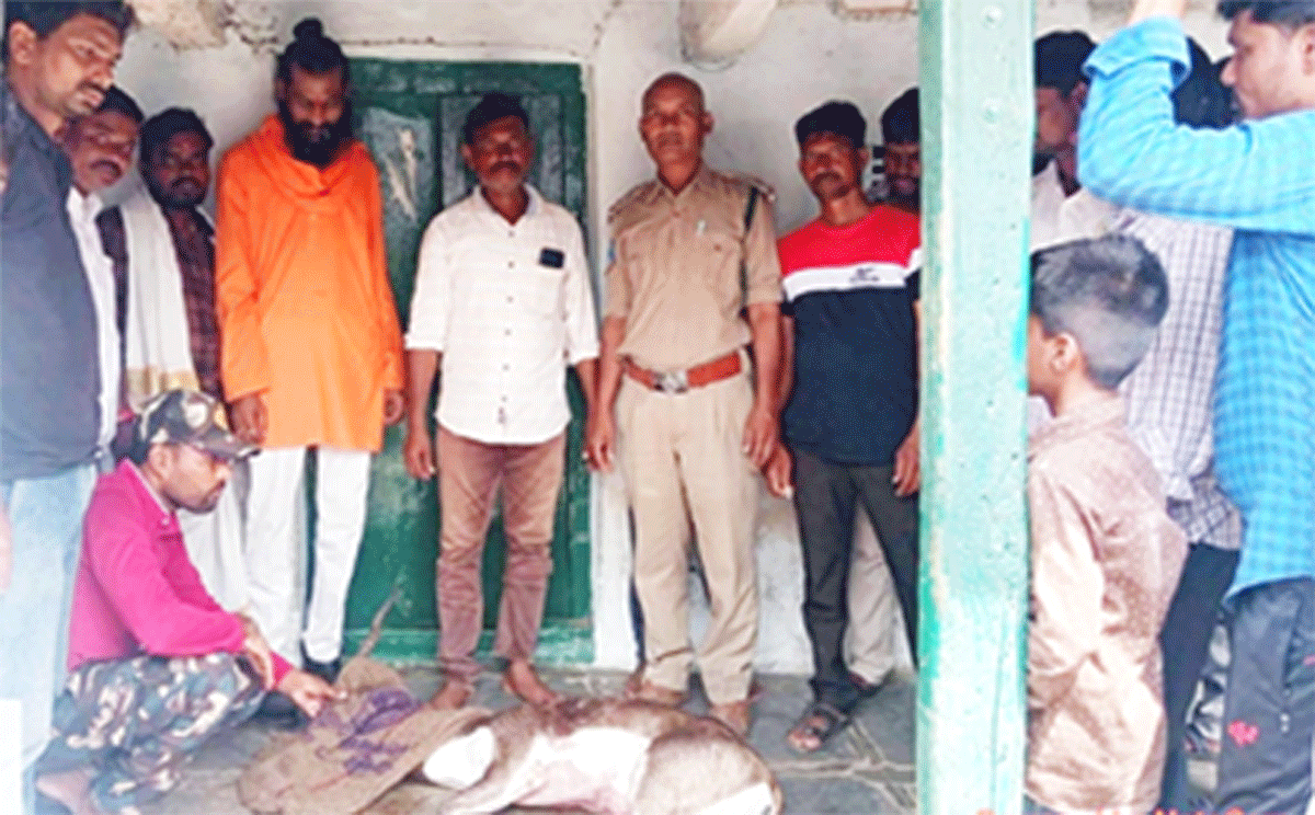 Dogs Attack | యాద్గర్పూర్లో జింకపై వీధి కుక్కల దాడి.. గ్రామస్తులు రక్షించి అటవీ శాఖ అధికారులకు అప్పగింత