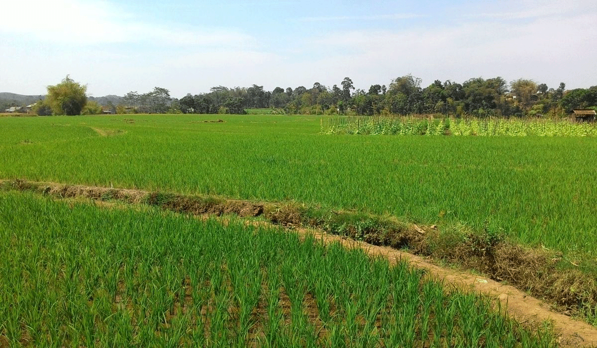 Farmers | కమాన్ పూర్ మండలంలో ఖరీఫ్ పంటల సాగుపై రైతులకు అవగాహన సదస్సులు..!