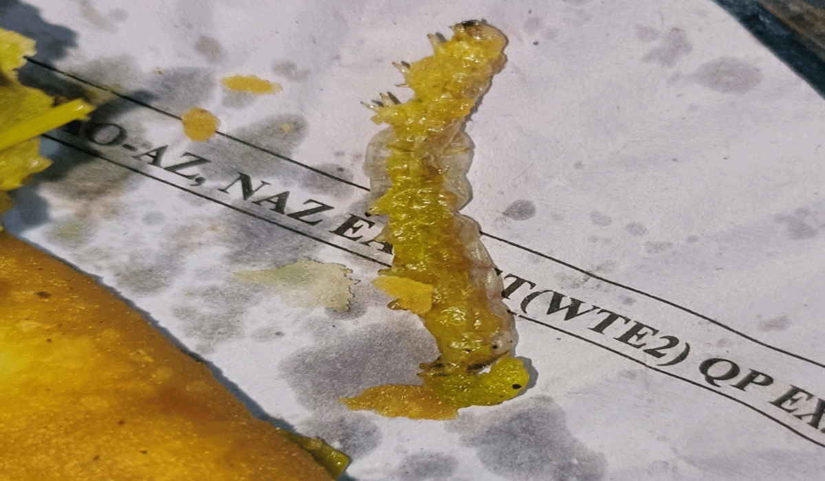 Bakery | బేకరీలా… మజాకా.. సమోసాలో బొంత పురుగు ప్రత్యక్షం