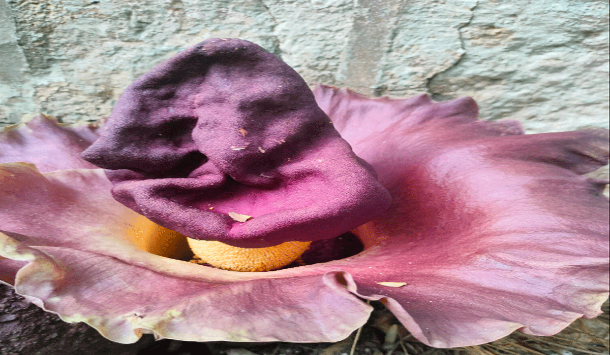 Shape of Ganesha | గణనాథుని ఆకారంలో పుష్పం.. ఆసక్తిగా తిలకిస్తున్న జనం