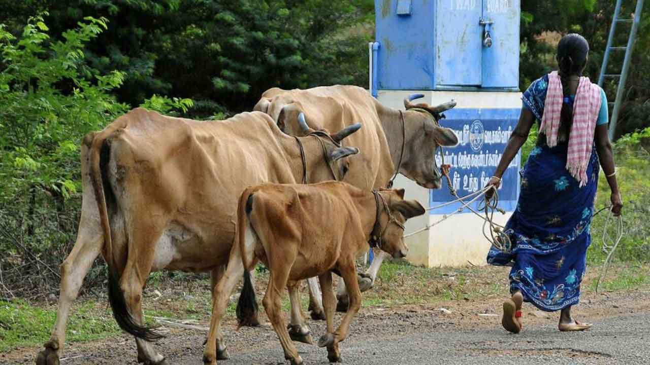 పశుసంపద పెంపునకు ‘ఆపరేషన్‌ గోవు’