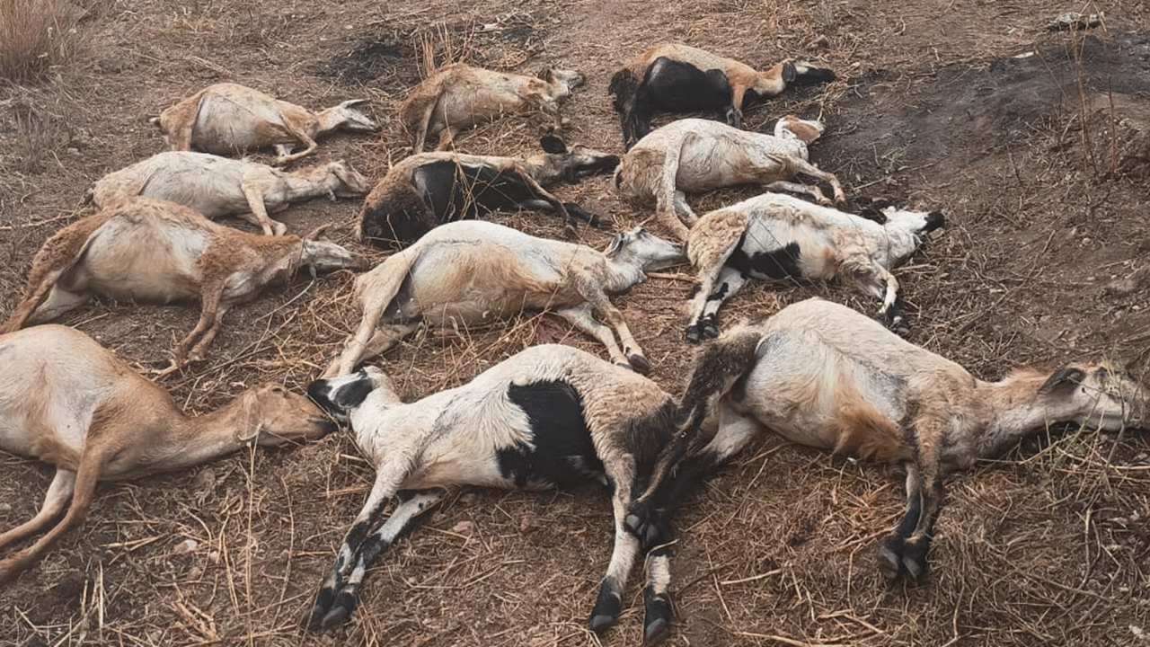 Dharmaram | అస్వస్థతకు గురై 30 గొర్రెల మృత్యువాత.. బొమ్మరెడ్డిపల్లి గ్రామంలో ఘటన