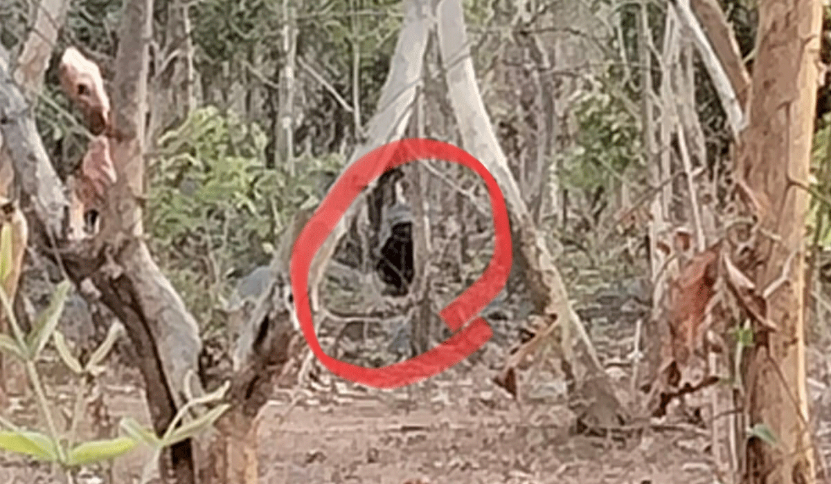 Bear | తిమ్మారెడ్డి గ్రామ శివారులోని గుట్టపై ఎలుగుబంటి సంచారం