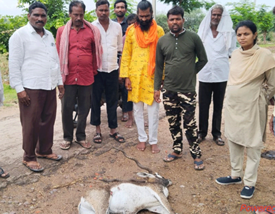 Deer killed | సోంపూర్లో వీధి కుక్కల దాడిలో జింక మృతి