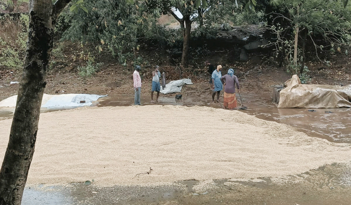 Rain | అకాల వర్షంతో ధర్మారం మార్కెట్ యార్డులో తడిసిన వరి ధాన్యం