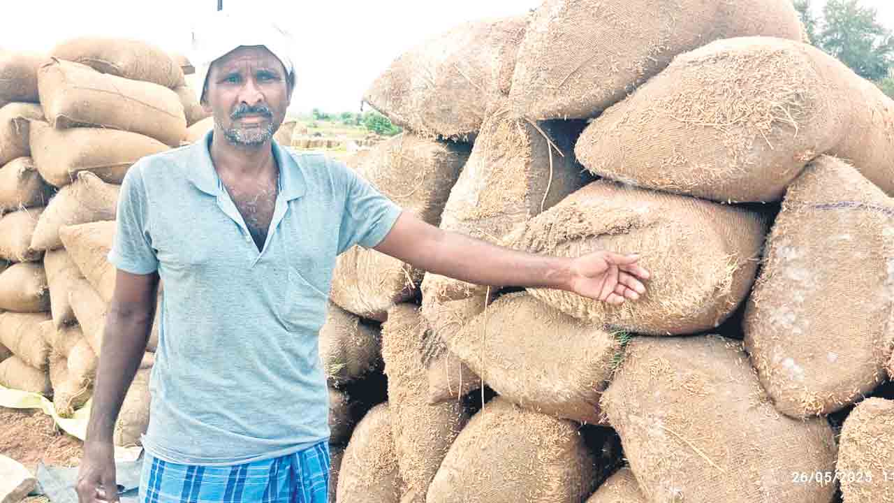ధాన్యానికి బూజు