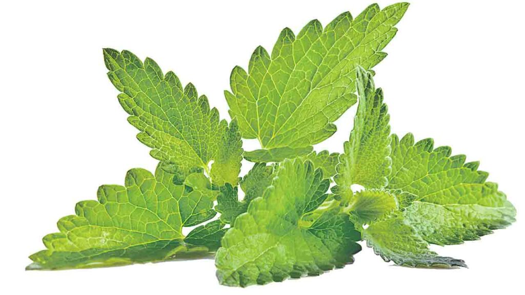 Ayurvedic Medicine