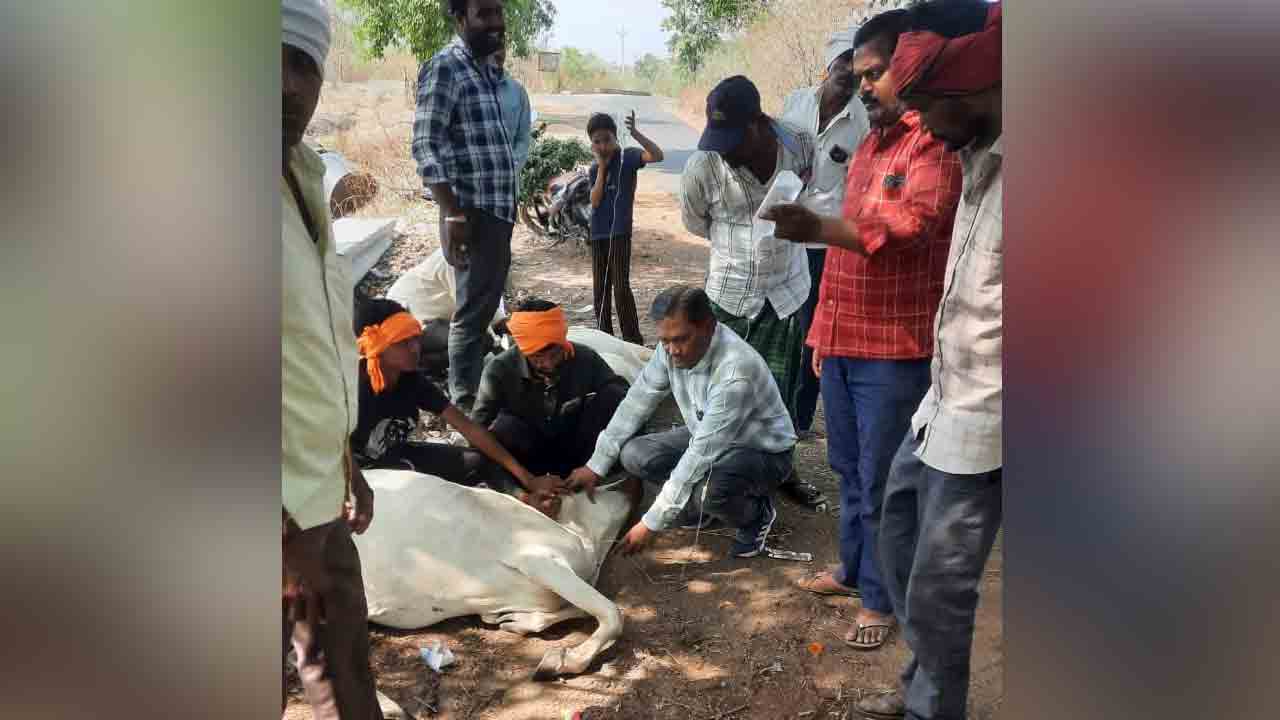 Cows Die | జొన్న పంట ల్యాప తిని 16 ఆవులు మృతి.. మరో 45 ఆవులకు చికిత్సతో తప్పిన ప్రాణగండం