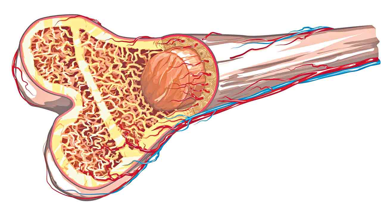 Bone Marrow