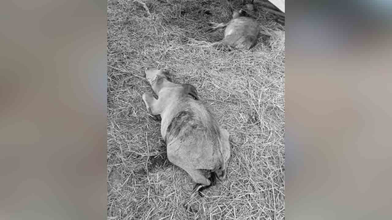 Mahabubnagar | అడవి జంతువుల దాడిలో మూడు దూడలు మృతి