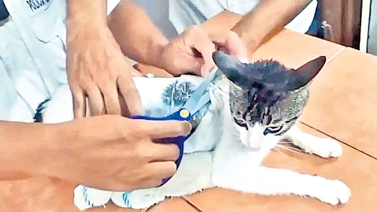 Drugs Smuggling | పిల్లి మెడకు కట్టి డ్రగ్స్‌ను స్మగ్లింగ్‌.. ఆ జైల్లో ఊహించని క్రైమ్‌ థిల్లర్‌!