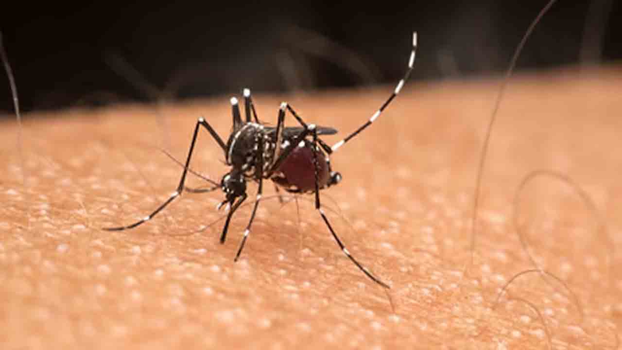 Chikungunya | మహారాష్ట్రలో చికున్‌ గున్యా విజృంభణ.. గతేడాదితో పోలిస్తే 39 శాతం పెరుగుదల