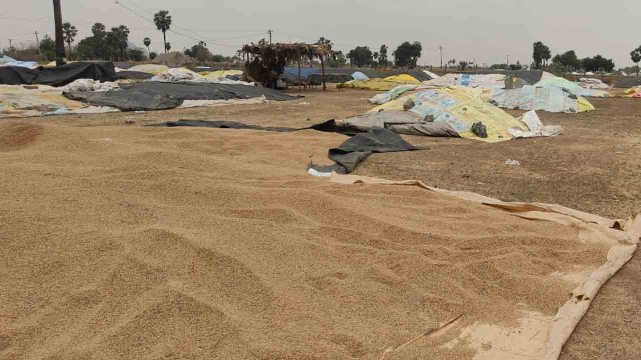 ధాన్యం కొనుగోళ్లూ సగమే.. 4.50 లక్షల మెట్రిక్‌ టన్నుల నుంచి 2.70 లక్షల మెట్రిక్‌ టన్నులకు తగ్గింపు