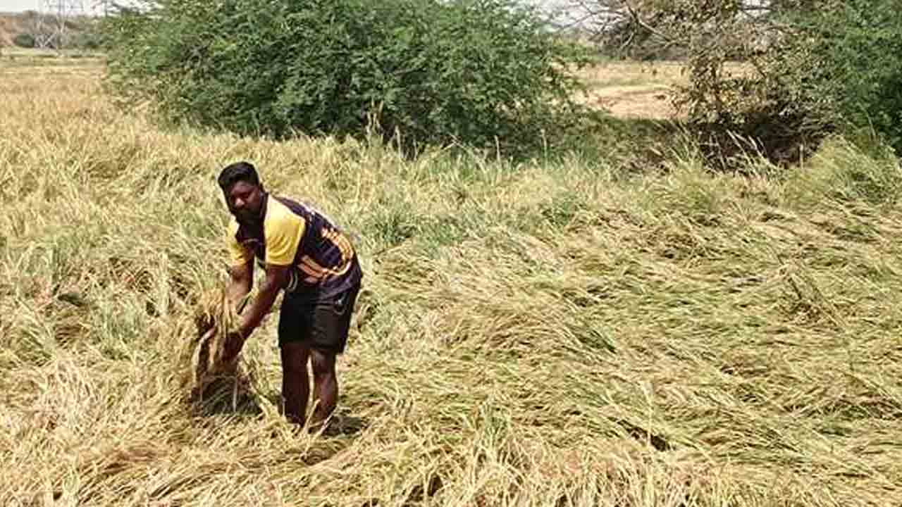 Crop Damage | అకాల వర్షం.. అపార నష్టం..రైతులను ఆదుకోవాలని ప్రభుత్వానికి వినతి