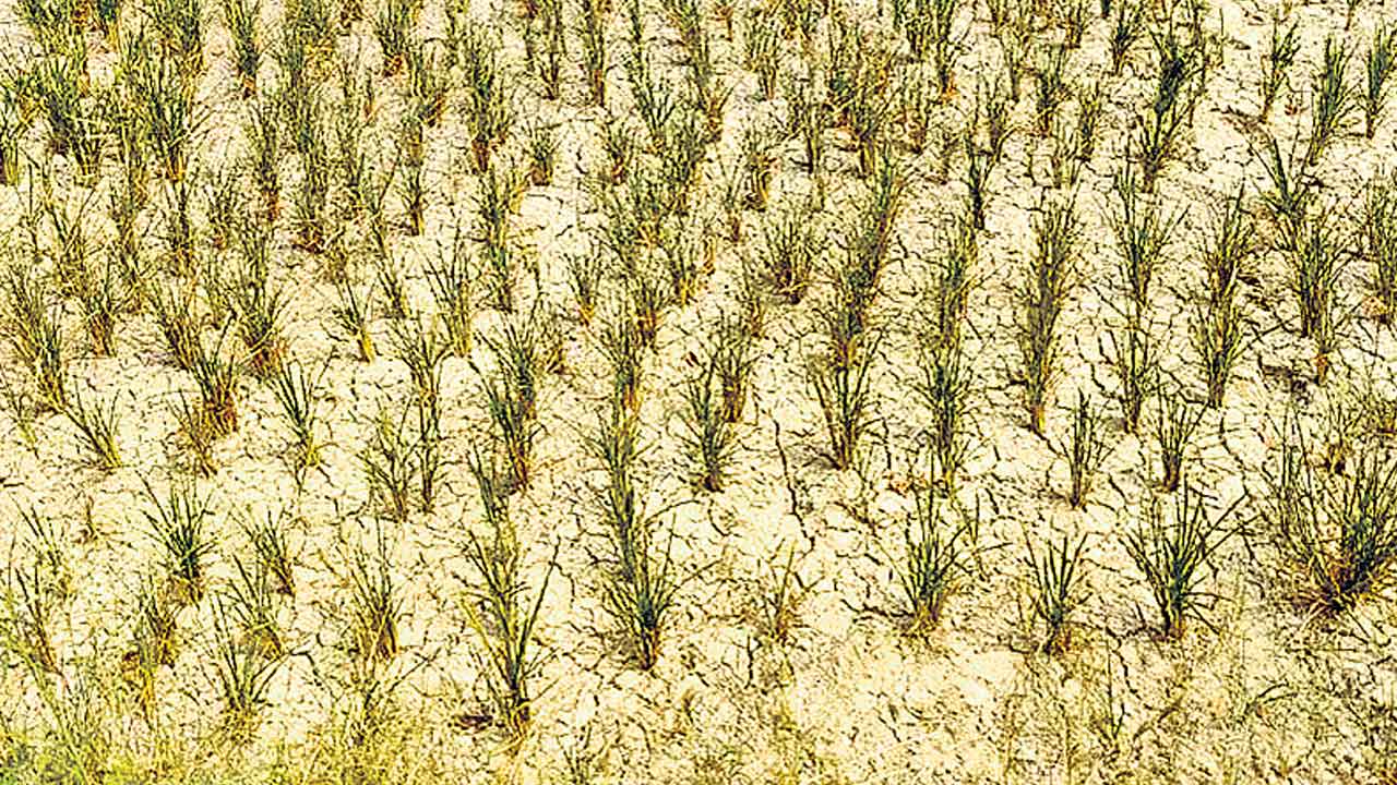 కరువు పాటల కాలం