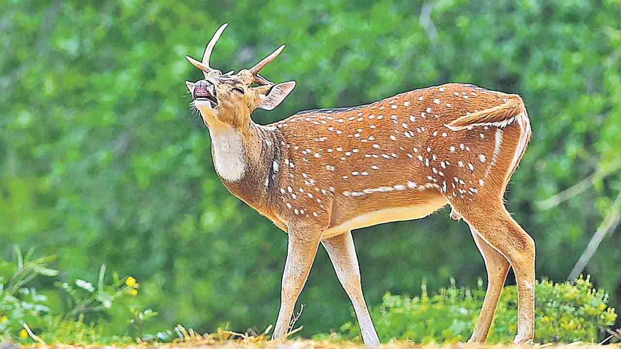 Deer dies | రోడ్డు ప్రమాదంలో జింక మృతి