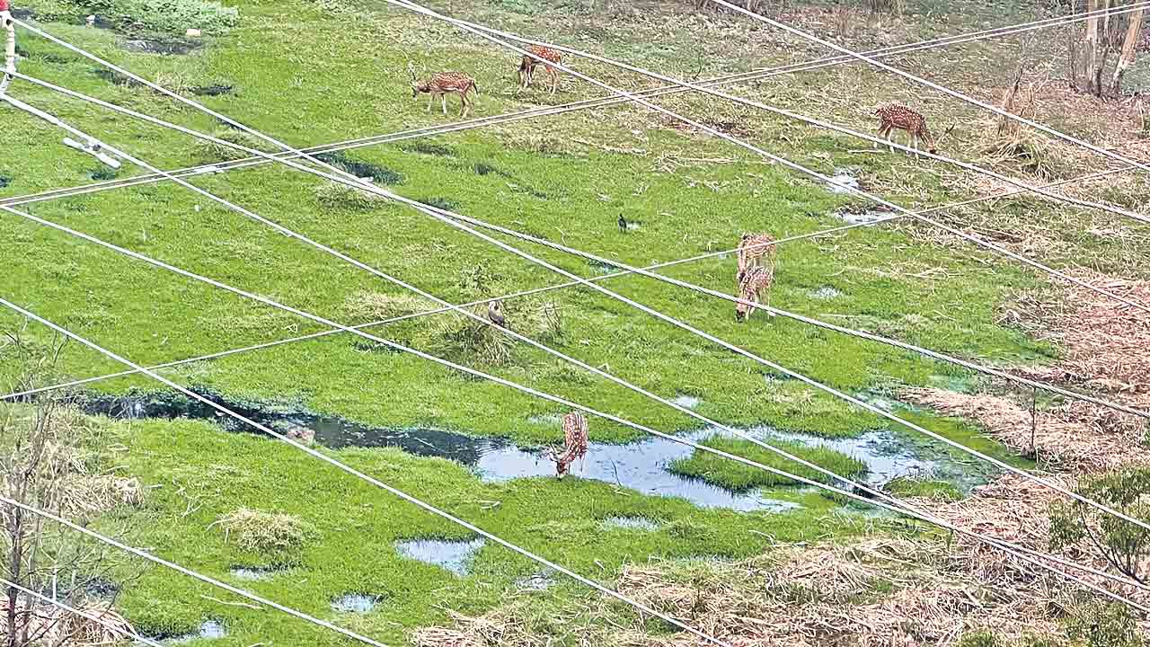 Kancha Gachibowli | మూగజీవులకు ఎంతకష్టం.. కంపు నీళ్లతో కడుపు నింపుకుంటున్న జింకలు