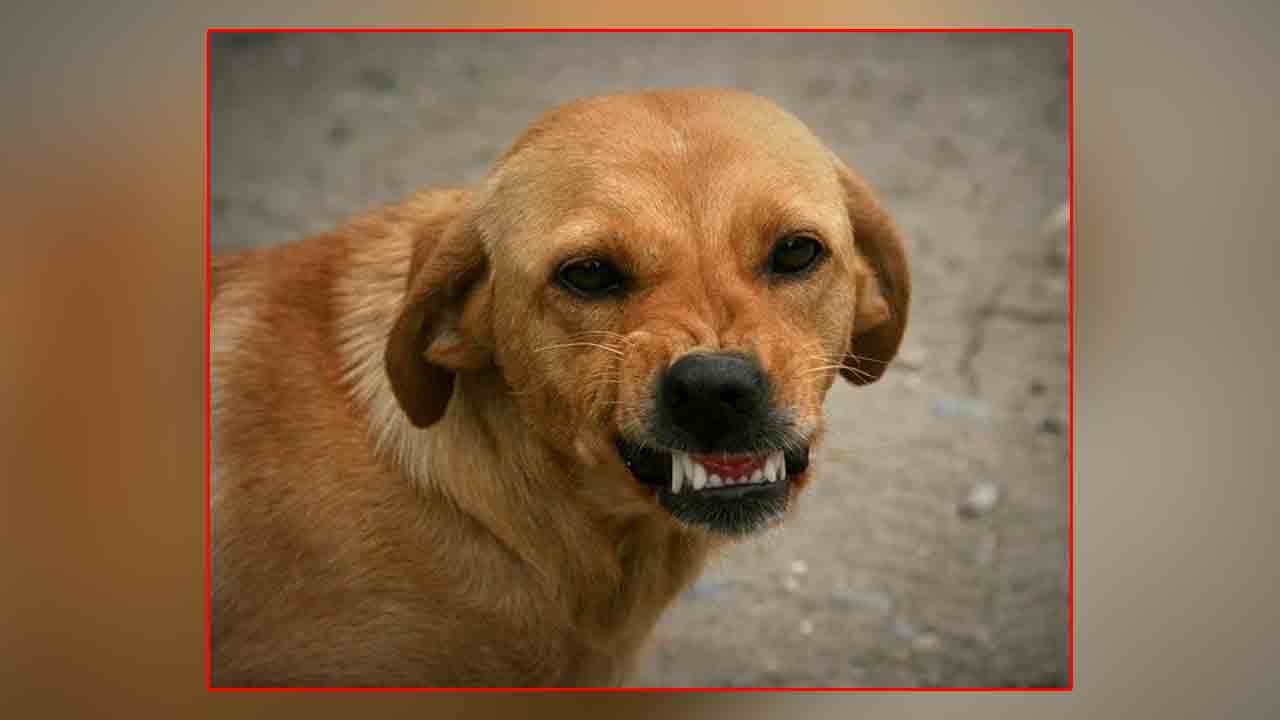 Dog attack | పిచ్చికుక్క దాడిలో ముగ్గురు చిన్నారులకు గాయాలు