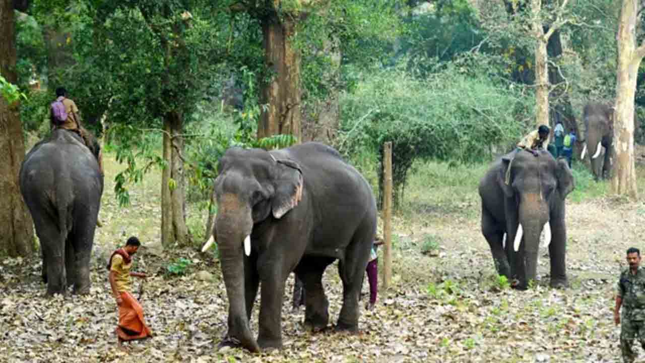 Elephant attack | ఏపీలో ఏనుగుల బీభత్సం.. అటవీశాఖ సిబ్బందికి గాయాలు