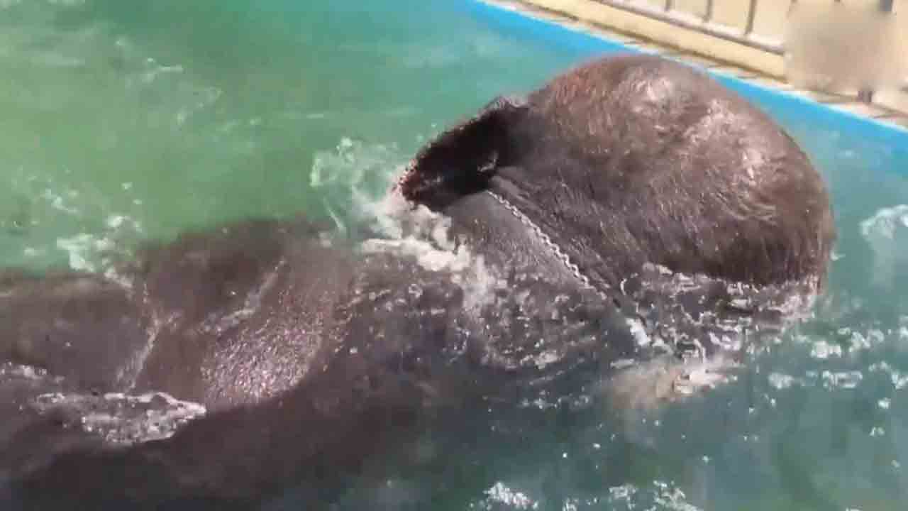 Temple Elephant | ఆలయ స్విమ్మింగ్‌ పూల్‌లో రామలక్ష్మి జలకాలాట.. Video